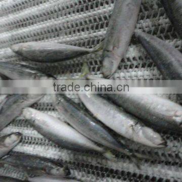 Frozen IQF Round Scad photo-2