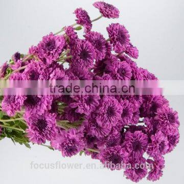 2017 Hot Purple Chrysanthemum Fresh Cut Flowers With Low Price photo-3