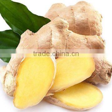 Young Ginger From China photo-2