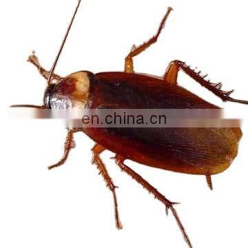 factory of non-toxic natural cockroach killer cockroach gel bait in China