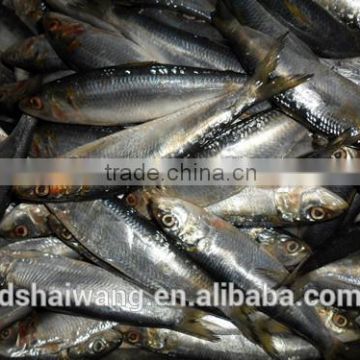 Frozen sardine fish whole round