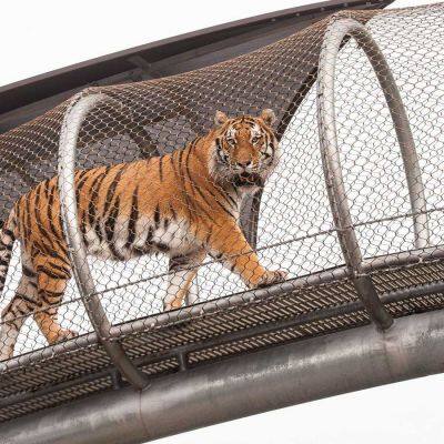 Zoo-specific Ecological Mesh/Tiger Enclosure Mesh/hand-woven Stainless Steel Rope Mesh photo-4