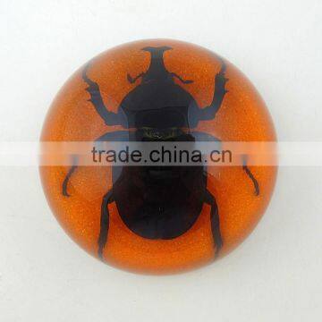 2016New Design Wholesale Paperweight With Real Insect photo-5