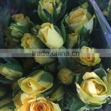 High quality sprayed rose yellow fresh cut rose flowers