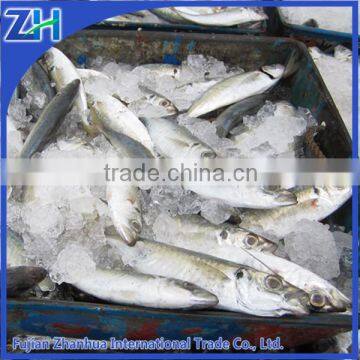 Fresh seafrozen horse mackerel whole round