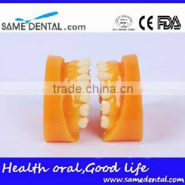 Double-Color Dentition Model School Education Teaching Model