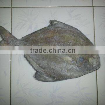 FROZEN BLACK POMFRET WHOLE ROUND