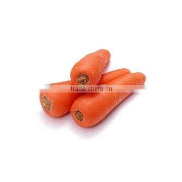 Fresh Clean Carrot,customize carrot,China fresh red carrot