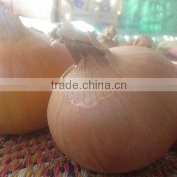 YELLOW TOP GRADE ONIONS