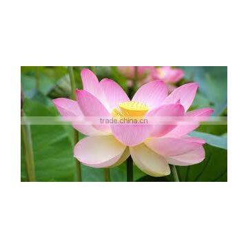 Sacred Lotus flower