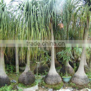 Beaucarnea Recurvata Lem Nolina Recurvata of Outdoor Landscape Ornamental Decorative Trees Plants