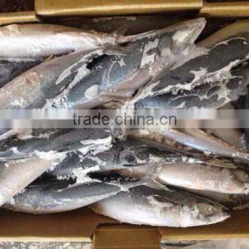 Best Price Frozen mackerel fish benefits