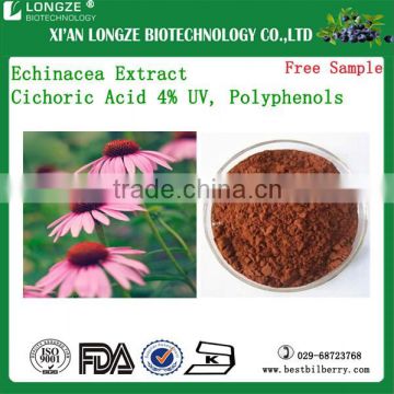 Manufacturer Bulk Polyphenols 4% UV Echinacea Extract