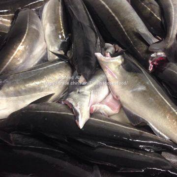 Atlantic Cod Fish, Cod Fillet, Norway Dry Stock Fish Cod HOG, Cod Bladder, HADDOCK Fish, Saithe Fish, Frozen Cod Head photo-2