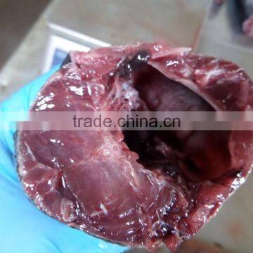 Frozen Bonito HGT photo-5