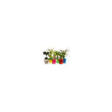 Hot Sale Magic Gift Crystal Mud Soil Water Beads