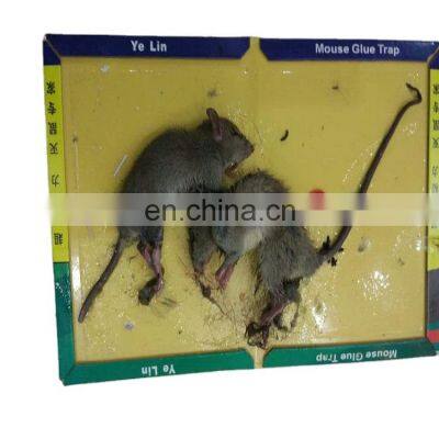 Popular Factory Price Eco Friendly Rat Catcher Pest Control Mouse Glue Board Trap