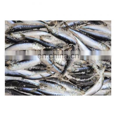 Good quality BQF packing land frozen sardine fish