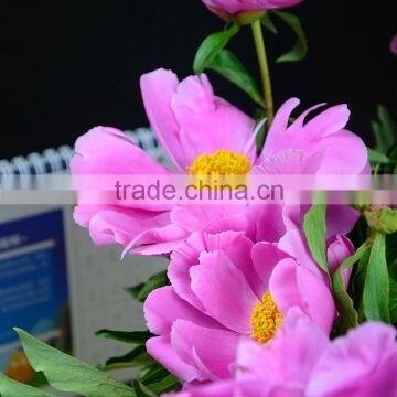 Best quality hotsell large long stem peony