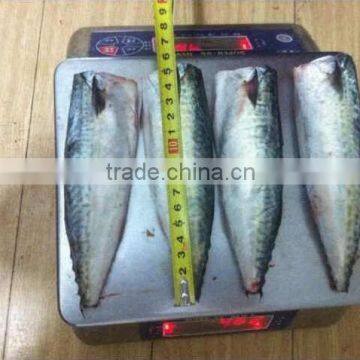 100-200g 200-300g HGT canned mackerel fish