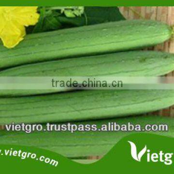 Viet Nam High Quality Hybrid Luffa Seed VGL03