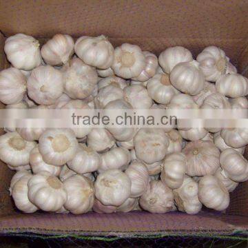 normal white garlic in mesh bags