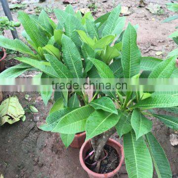 Red Flower Plumeria Rubra