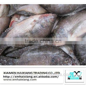 Frozen tilapia feed supplier from China