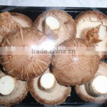 fresh shiitake mushroom, boletus edulis, smooth shiitake,whole sale