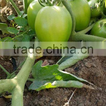 ROCKY F1 Hybrid Tomato Seeds