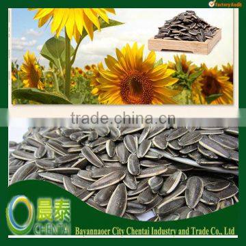 Chinese Long Shape Sunflower Seeds 909(24/68 24/64)