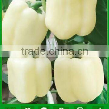 MSP041 Baidi f1 hybrid white color sweet pepper seeds in hybrid seeds