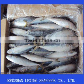 Frozen Pacific Mackerel Fish