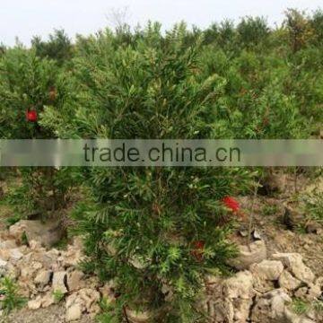 Callistemon Viminalis Callistemon Rigidus