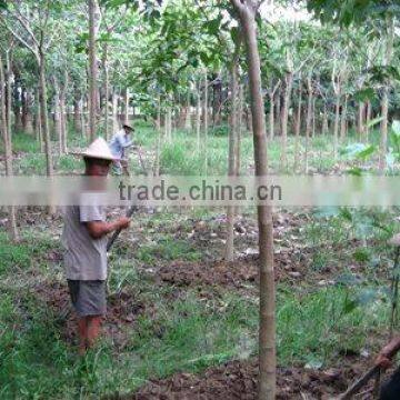 Tabebuia rosea nursery