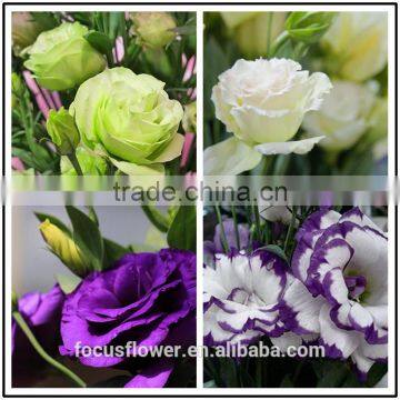 Natural fresh flower eustoma flowers export wholesale eustoma