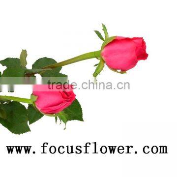 2016 hot sale fresh cut rose manufacturer directory big pink with 20stems/bundle from kunming