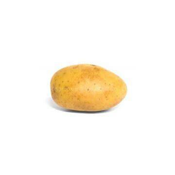 Fresh Potato photo-2