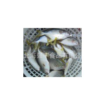 Frozen Pompano Golden pomfret Whole Round