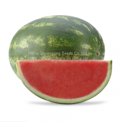 hybrid seedless watermelon seeds Large fruit