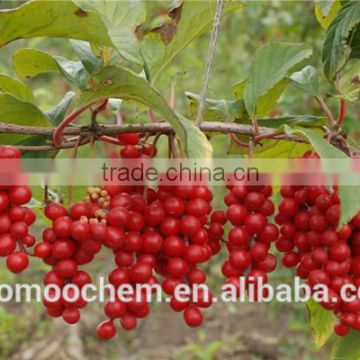 Natural powder Fruit Schisandra extract, factory supply Schisandra extract