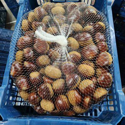 Quality Chestnut in mesh and sisal bag 5KG 10KG 15KG Big Bag Fresh Chestnut