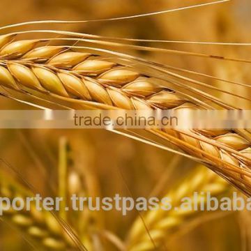 Best BARLEY from direct UKRAINE PRODUCER