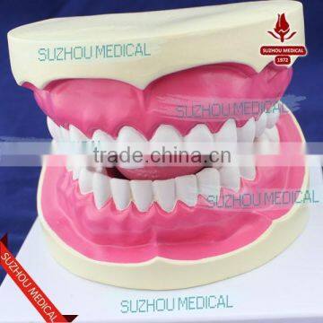 Teeth Care Model photo-5