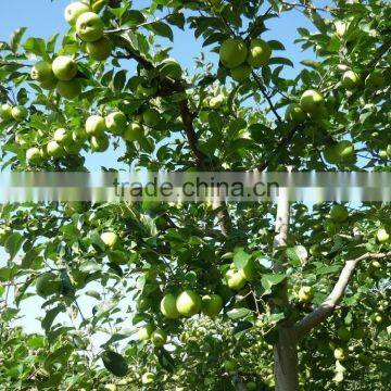 2015 China Green Apple Gala photo-2