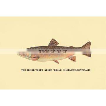 The Brook Trout (Adult Female) 20x30 poster