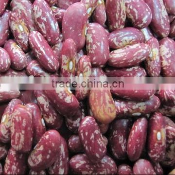 red speckled kidney bean/purple speckled kidney bean