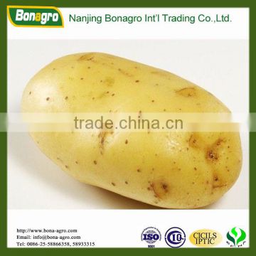 fresh Holland Potato-shandong crop -high quality sell good