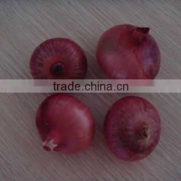 Good suppliers for red onion from shandong province