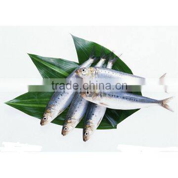 Best quality frozen sardine for market